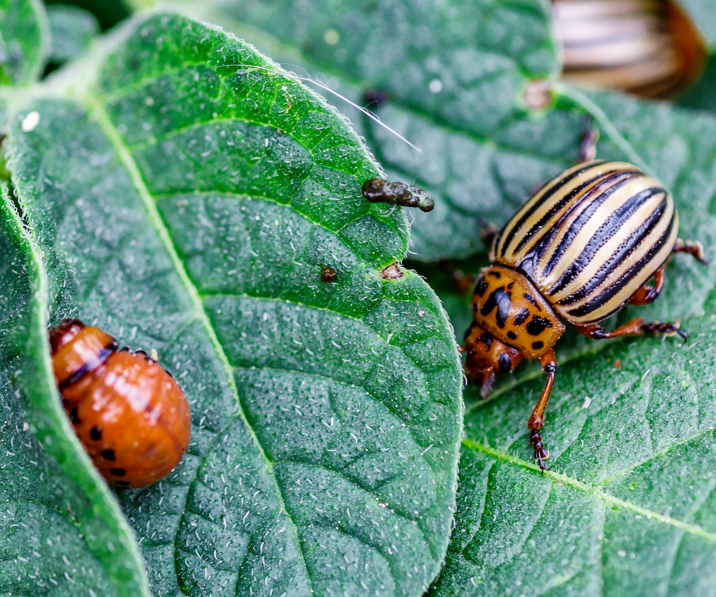 The adult and larvae of Colorado potato beetle