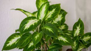 Dumb Cane (Dieffenbachia spp.) against a white grey wall