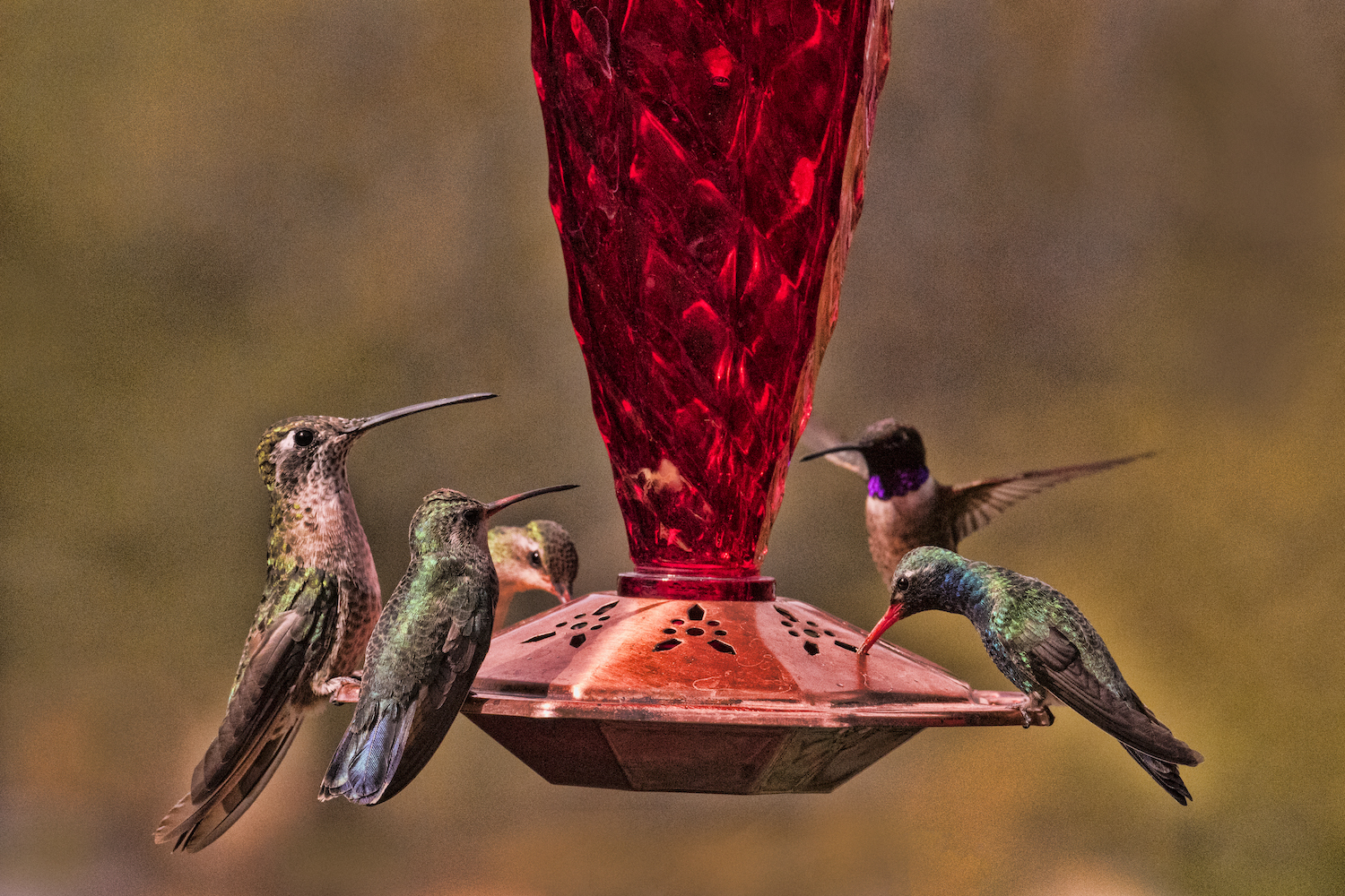 hummingbirds around a feeder