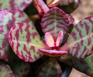 desert surprise kalanchoe showing variegated foliage