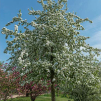 Malus 'Butterball' Crab Apple | from £59.99 at Primrose