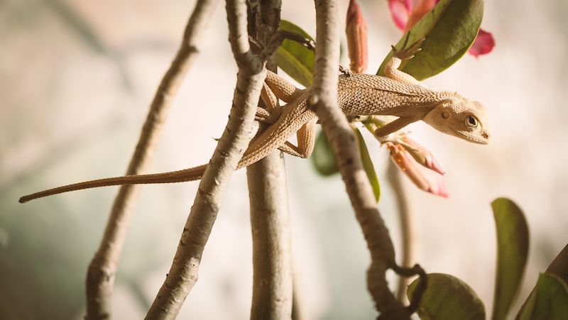 Indian chameleon