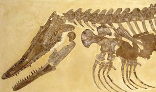 This is a skeleton of the mosasaur Ectenosaurus. Left scale bar: about 4 inches (10 cm).