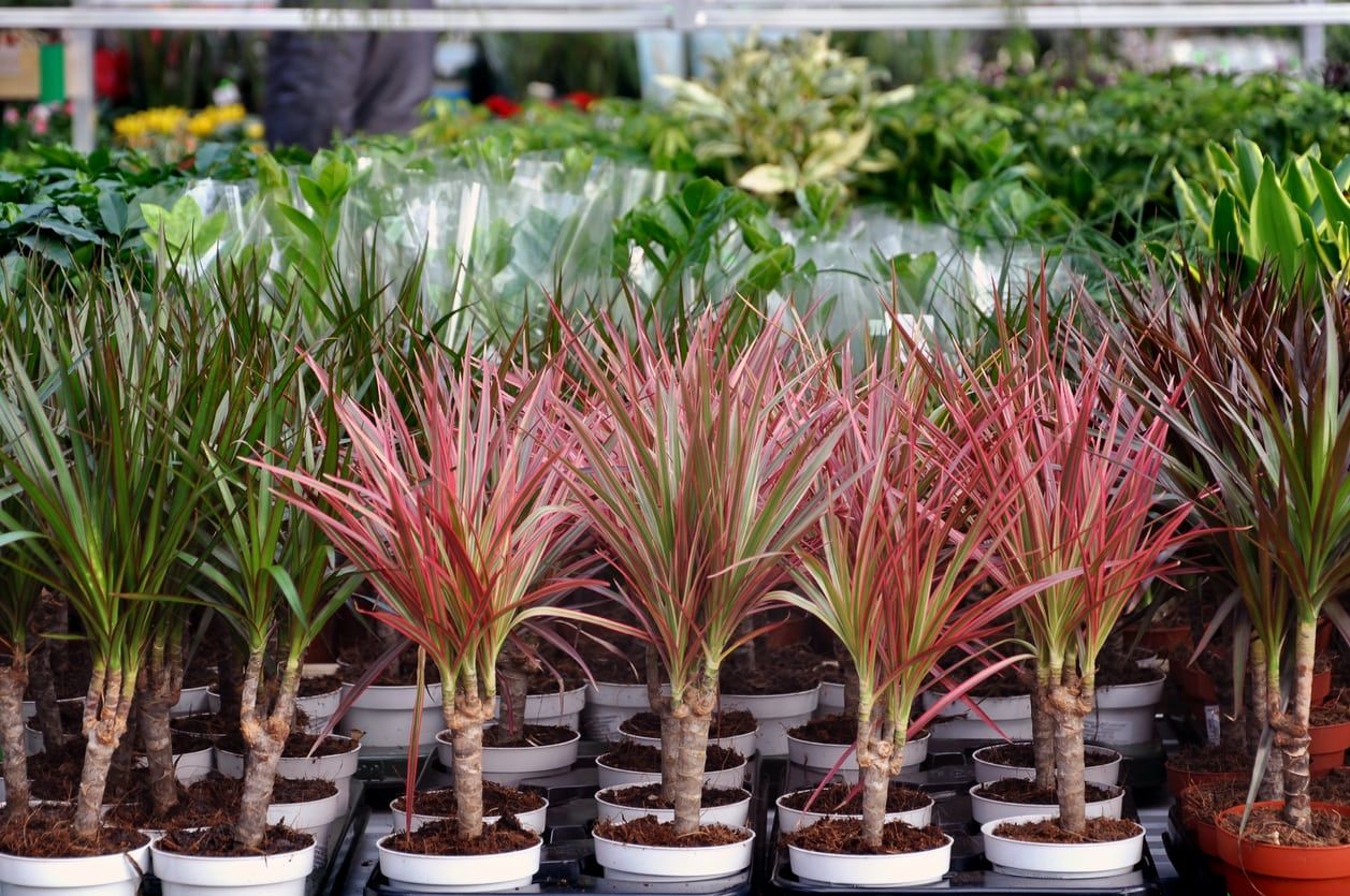 dracaena seedlings