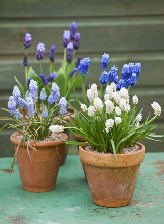 gaden pots planted with muscari