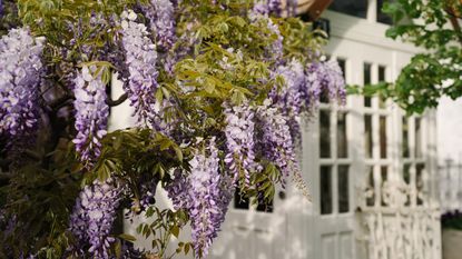 Wisteria covering the front of a house