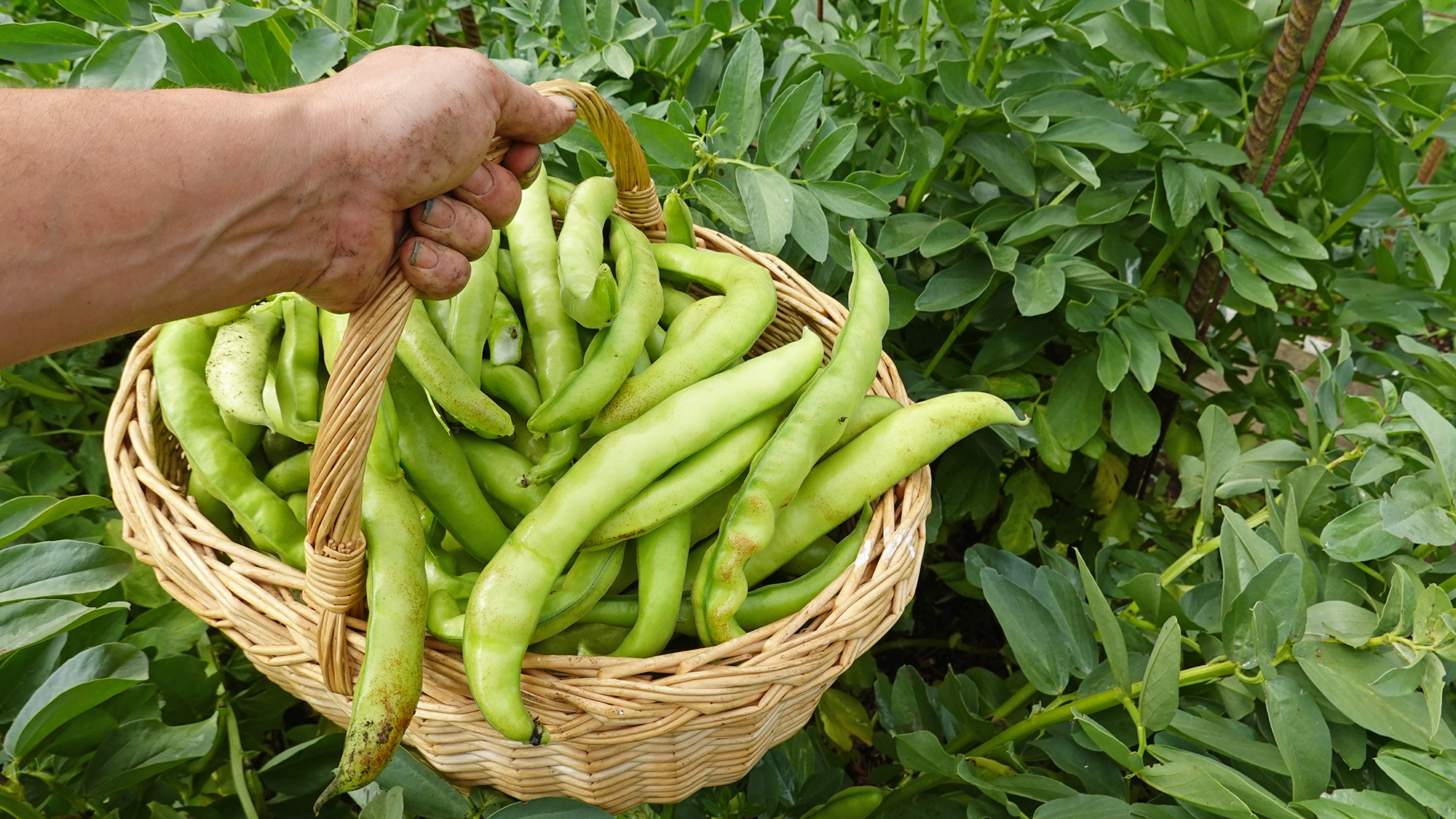 Gardener holds a basket of freshly harvested fava beans – also known as broad beans