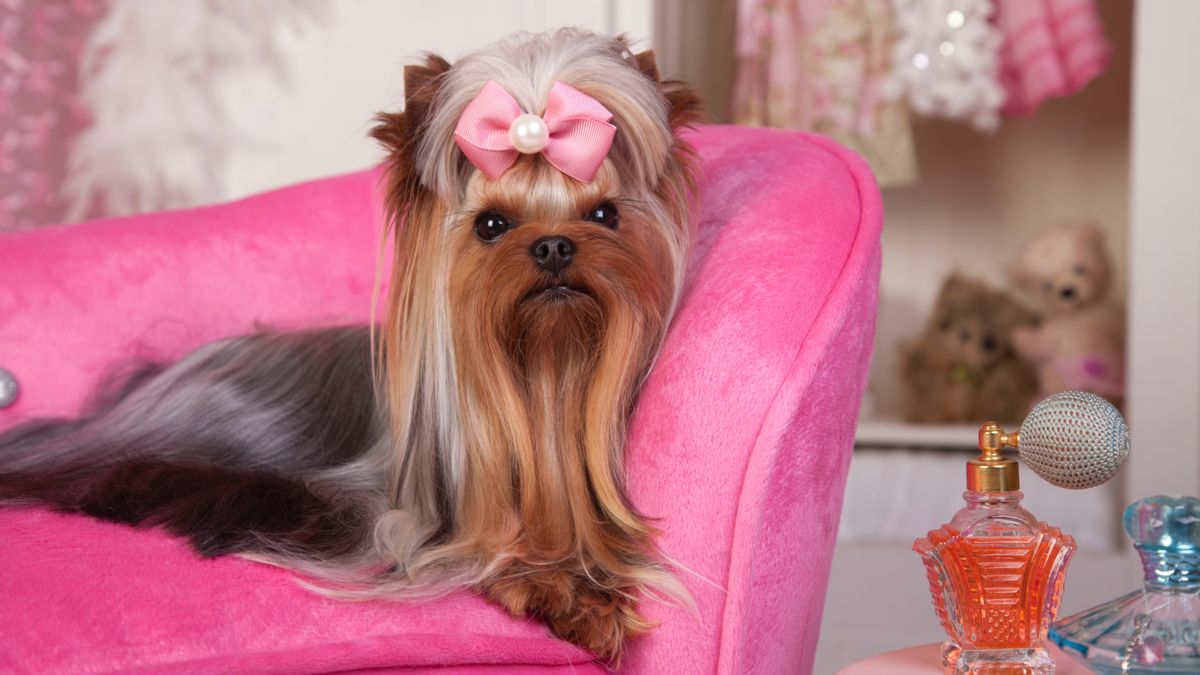 Glamorous Yorkshire Terrier Lying on a Pink Lounge Chair in Dressing Room