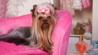 Glamorous Yorkshire Terrier Lying on a Pink Lounge Chair in Dressing Room