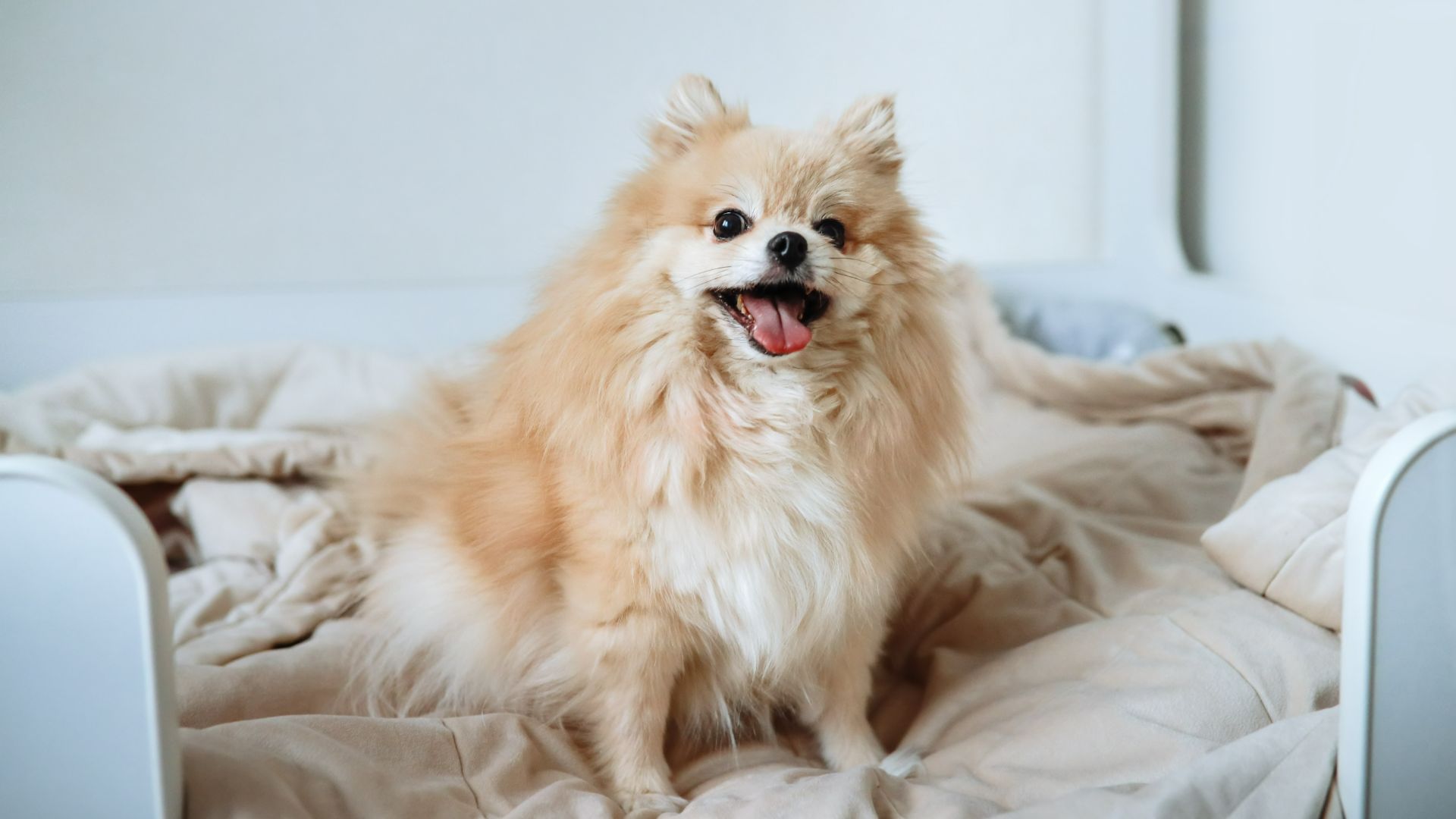 Pomeranian sitting in dog bed