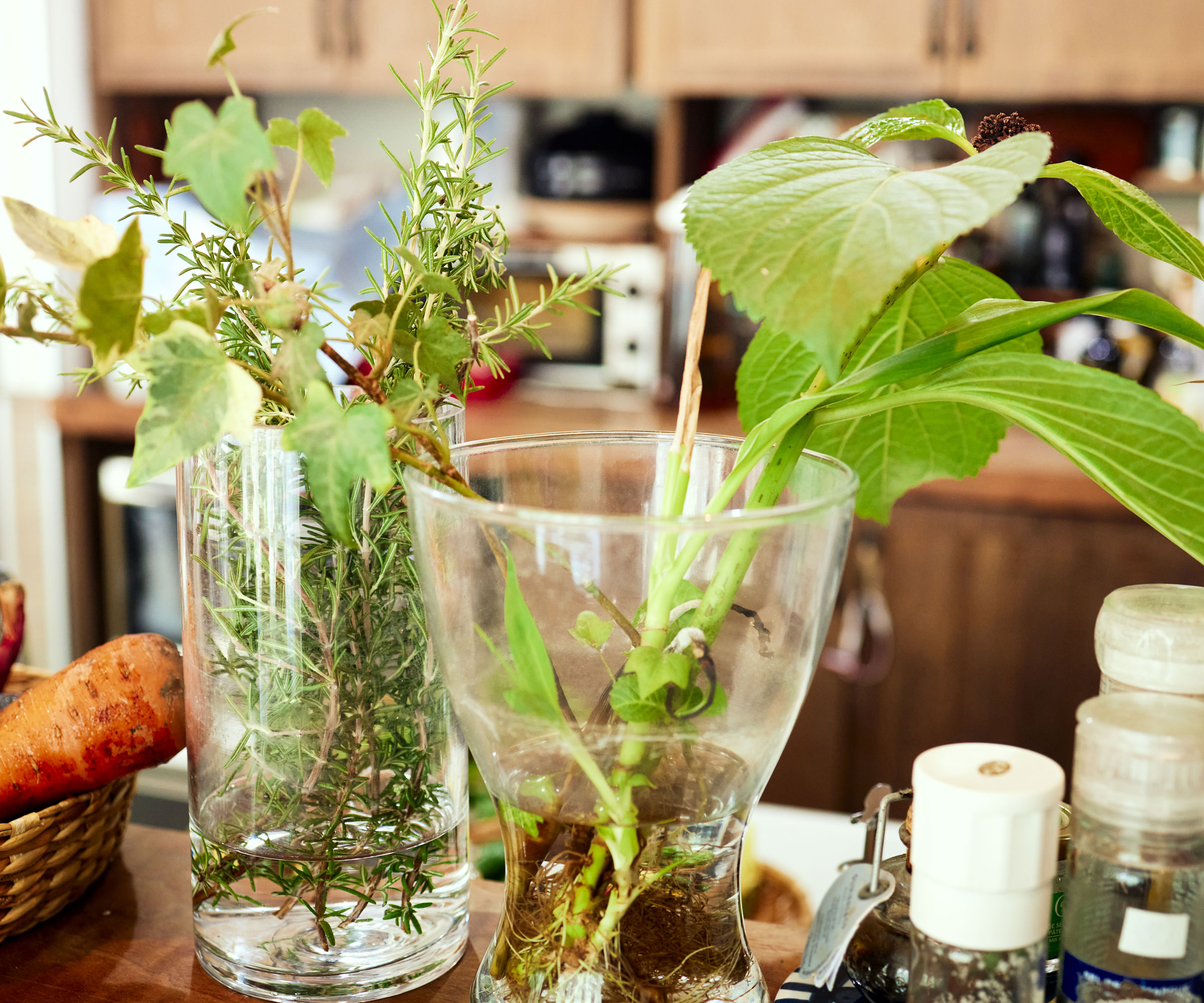 plant cuttings in glasses of water on kitchen table