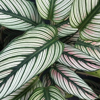 White Star Calathea, Amazon