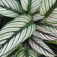 White Star Calathea, Amazon