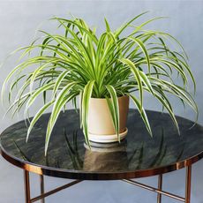 Spider plant sits on a table