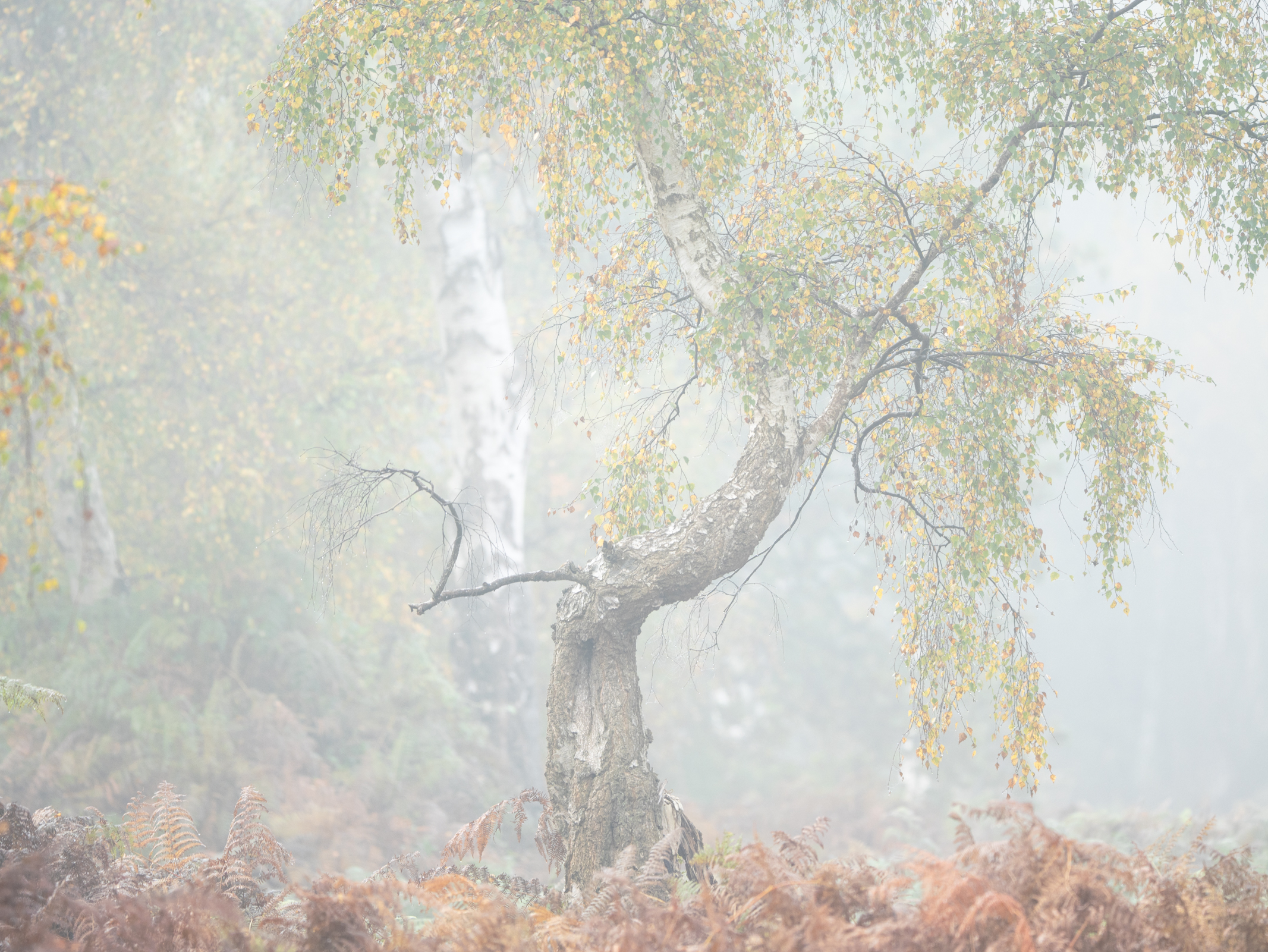 Photo of a lone tree in mist taken with the Panasonic Lumix GH7.