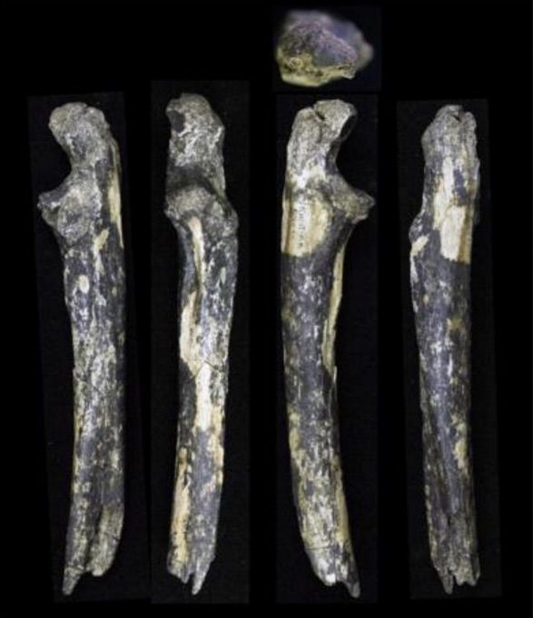 australopithecus fossils