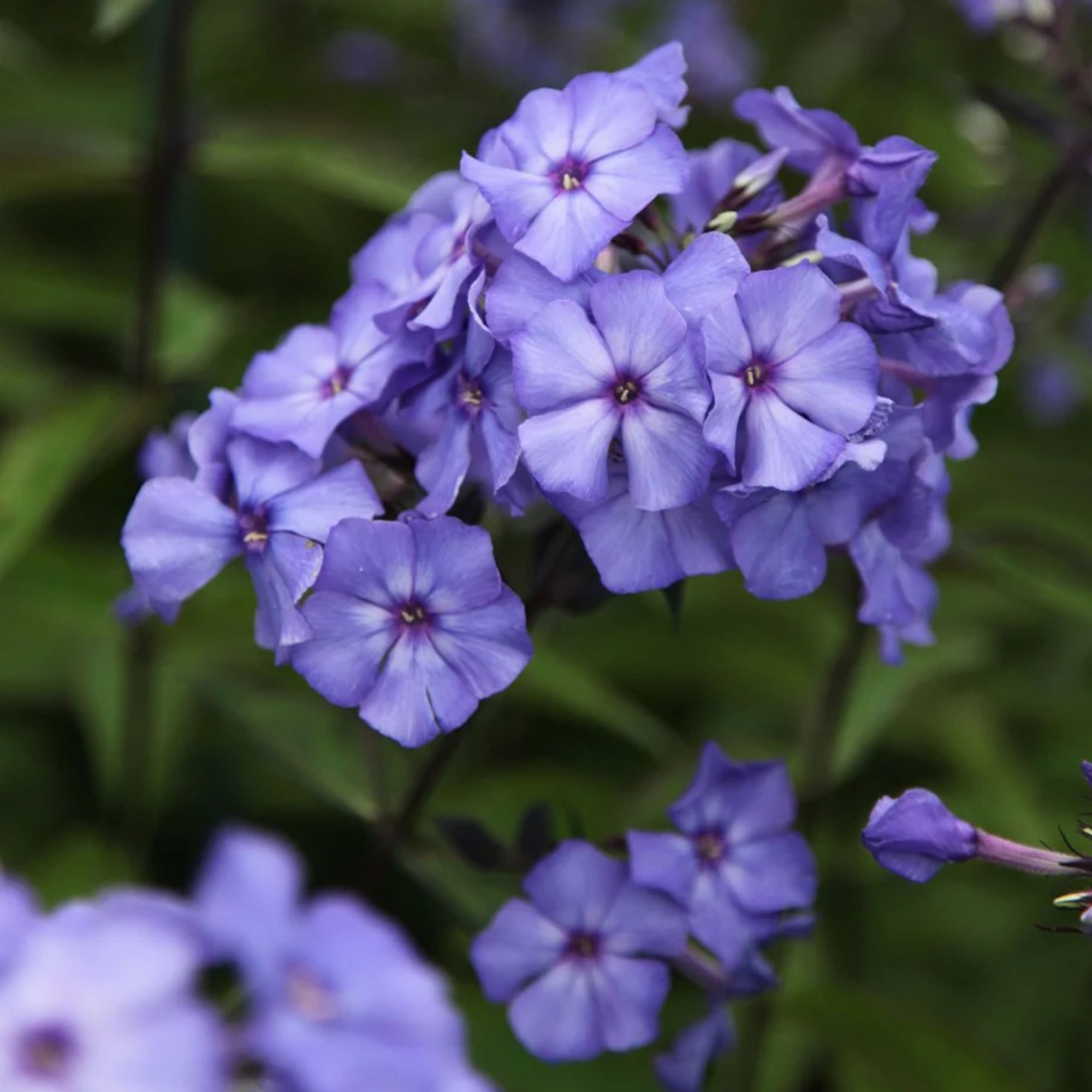 Phlox paniculata 'Blue Paradise'
