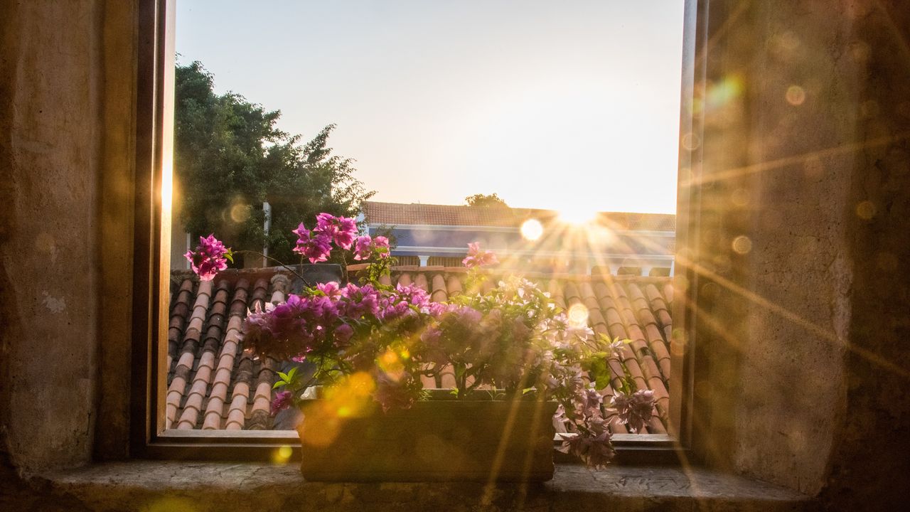 The sunrise shines through a window that has flowers on the sill. 