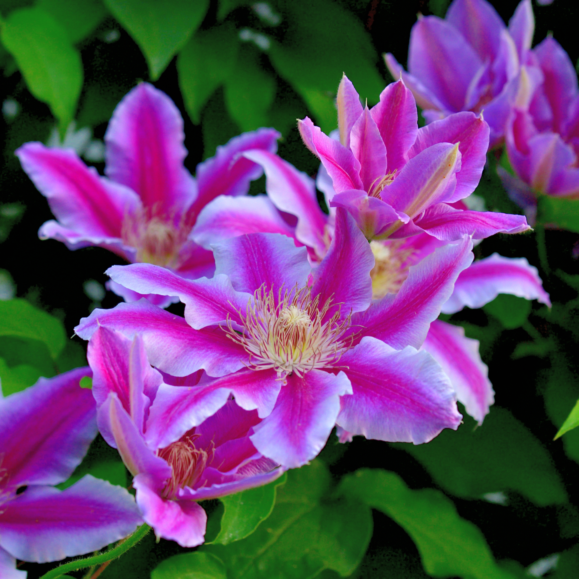 pink climbing clematis vine
