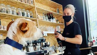 Cocktails for dogs at dog cocktail bar london