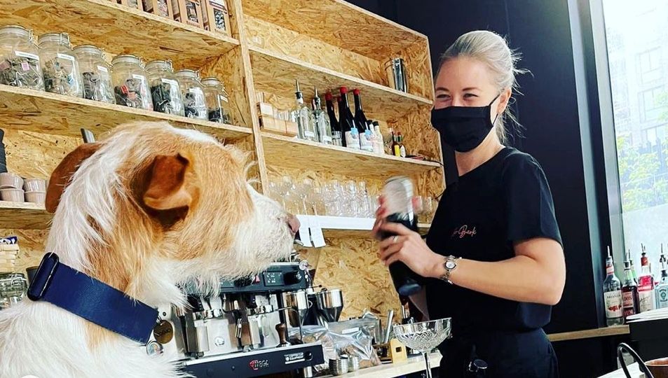 Cocktails for dogs at dog cocktail bar london