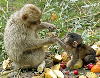 mother monkey feeds her baby fruit