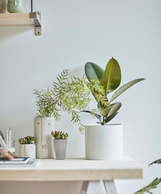 rubber plant in ceramic pot on desk in home office