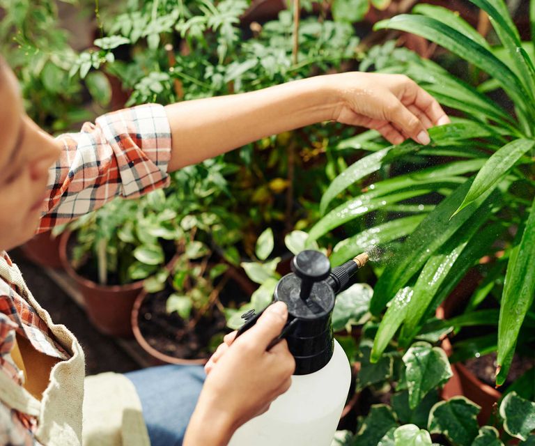 How to make indoor plant leaves shiny 5 simple methods