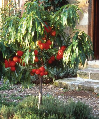 Prunus persica var. nectarina ‘Nectarella’