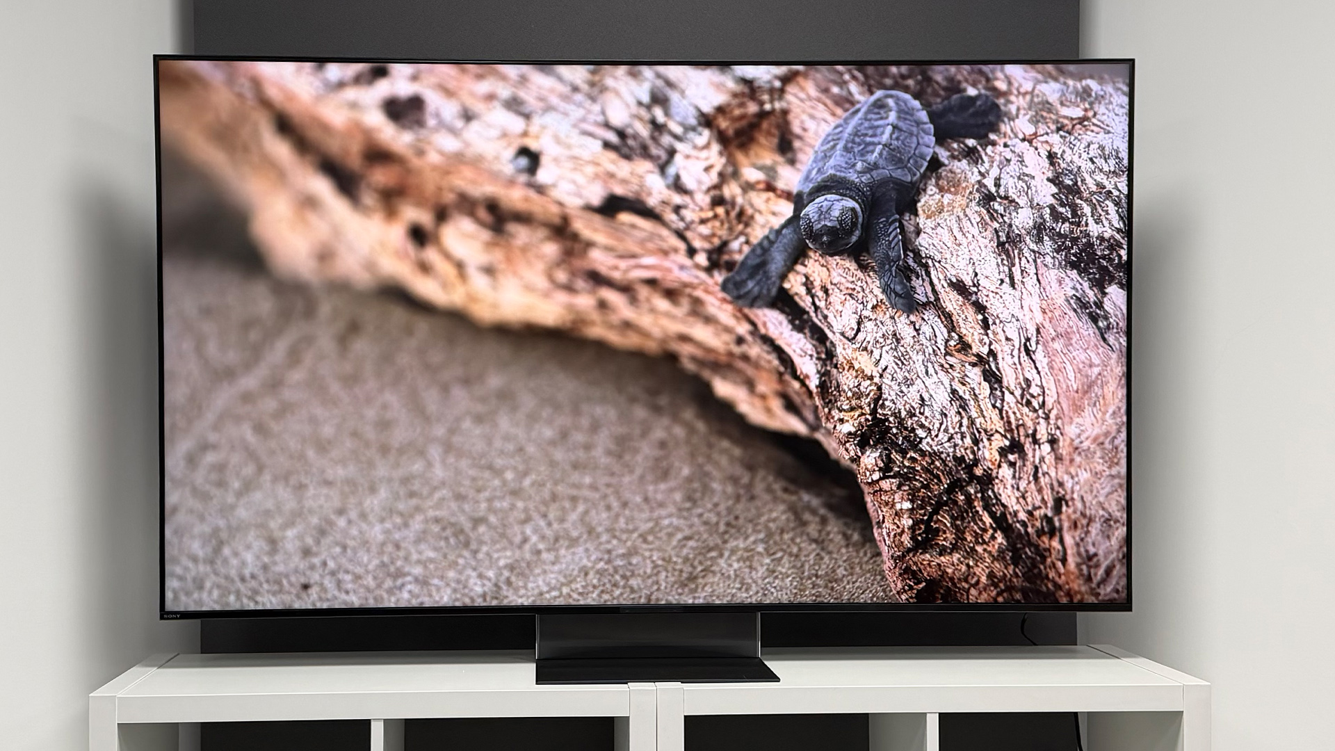 Sony Bravia 9 II RGB Mini LED TV with baby turtle on screen