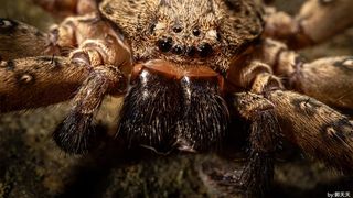 Close-up of a spider shot with the 7Artisans 60mm f/2.8 2X Ultra-Macro