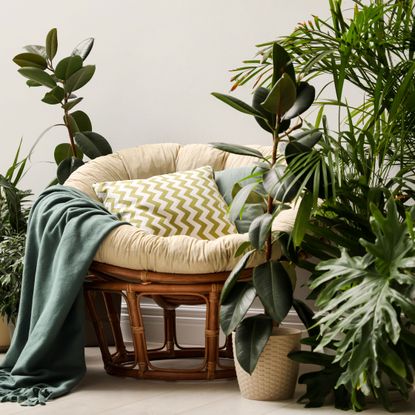 houseplants in cozy living room