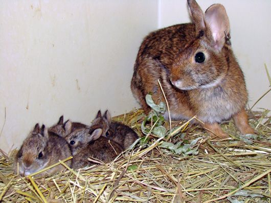 Baby New England cottontail rabbits at the captive breeding program at the Roger Williams Park Zoo in Rhode Island. 