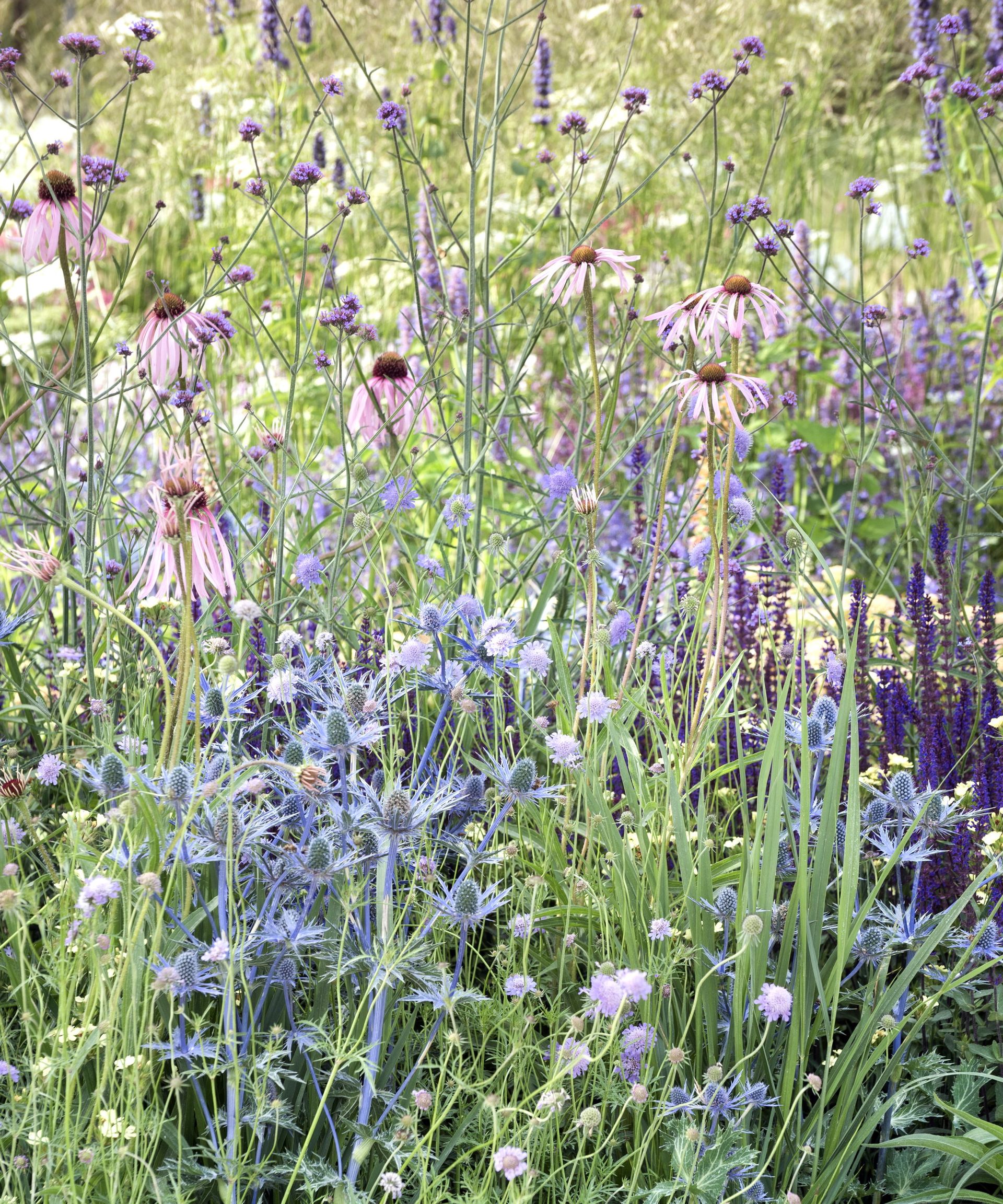 A colourful flower border with blooms of pink, white, and blue