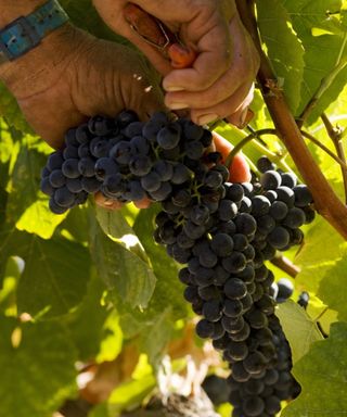 Harvesting grapes by hand