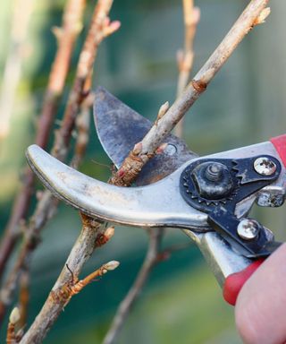 using secateurs to take hardwood cuttings from blackcurrant bush in winter