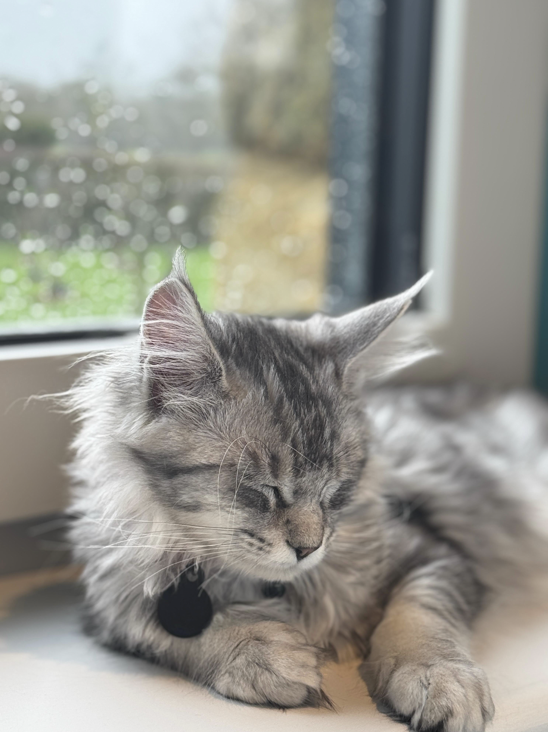 A kitten
