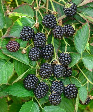 brambles blackberry loch ness fruits in september