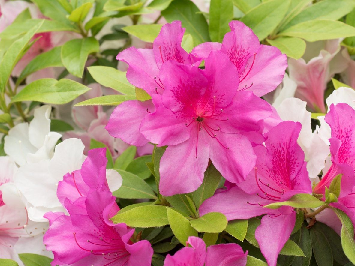 zone 5 azalea