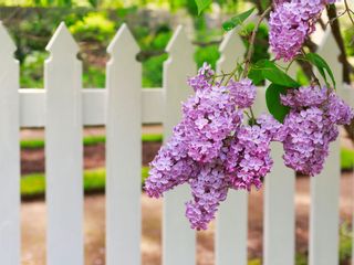 lilac blossoms and white picket fence