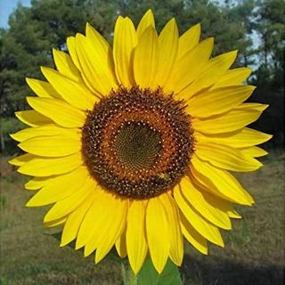 Yellow Giant Sunflower Seeds to Plant