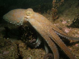 octopus, octopus cannibalism, common octopus, Octopus vulgarism, weird animal photos