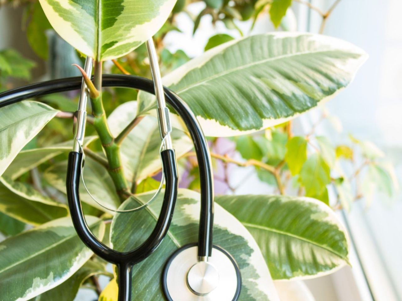 Stethoscope Around A Plant