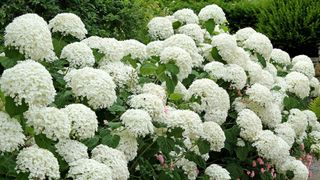 White Hydrangea arborescens 'Strong Annabelle'