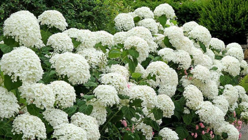 White Hydrangea arborescens &#039;Strong Annabelle&#039;