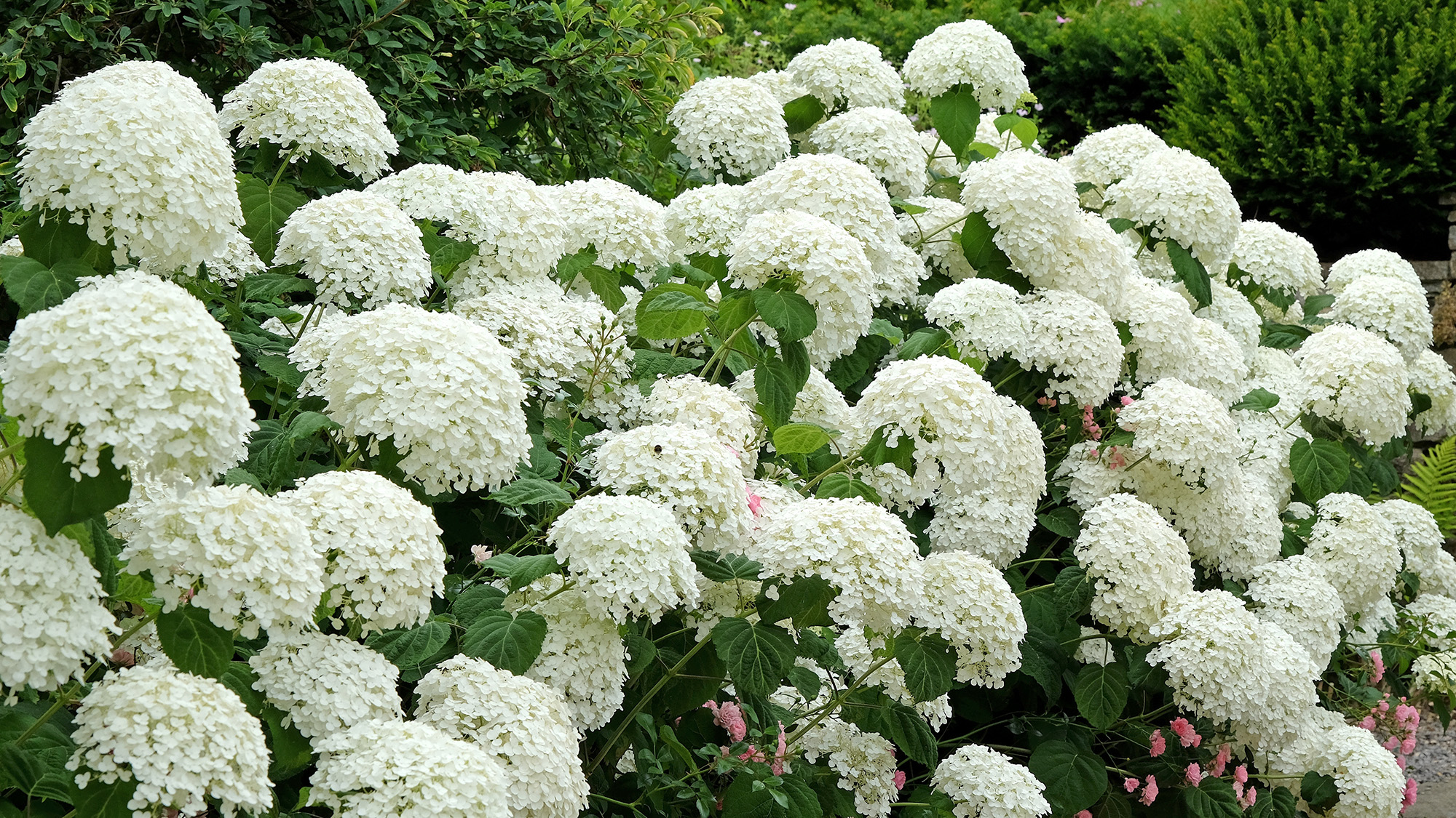 White Hydrangea arborescens &#039;Strong Annabelle&#039;