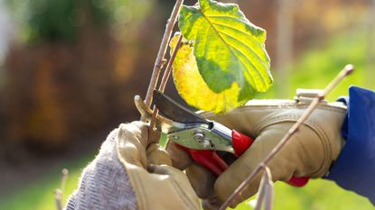 Pruning plants with shears in autumn