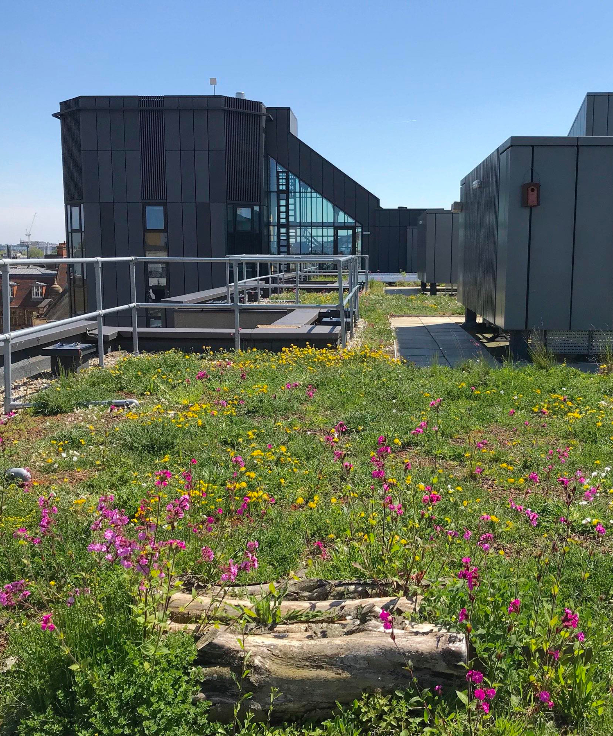 green roof with flowers and mosses