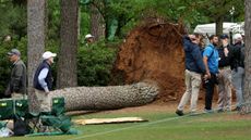 A tree that fell down at Augusta National