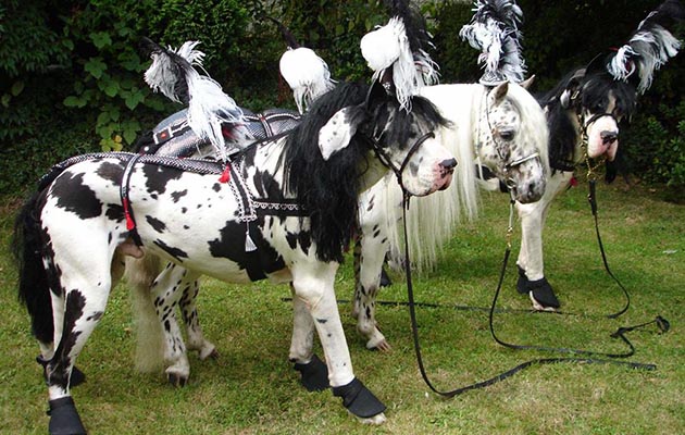 Ronnie-Jones-&amp;mdash;-Spot-the-spottie-Broomells-Sun-Up-aka-Tigger-in-between-my-Harlequin-Great-Danes-Frodo-and-Dooley-all-dressed-for-a-charity-event.jpg